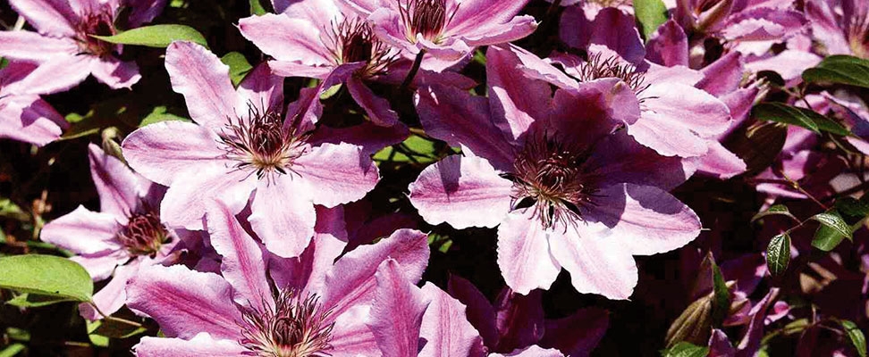 Når først din klematis er plantet, kan du år efter år nyde de fantastiske blomster - med et minimum af arbejde.